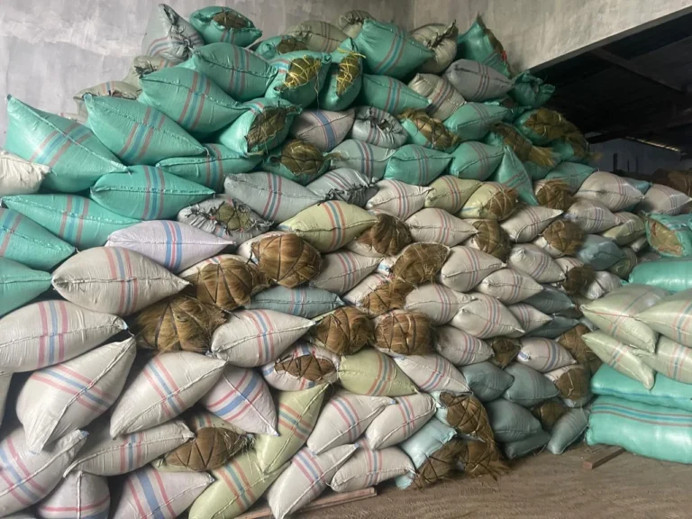 Nipah broom sticks (lidi nipah) from CV Jaya Berkah Java, North Sumatra, Indonesia